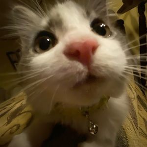 Meet your Posher, Kendall